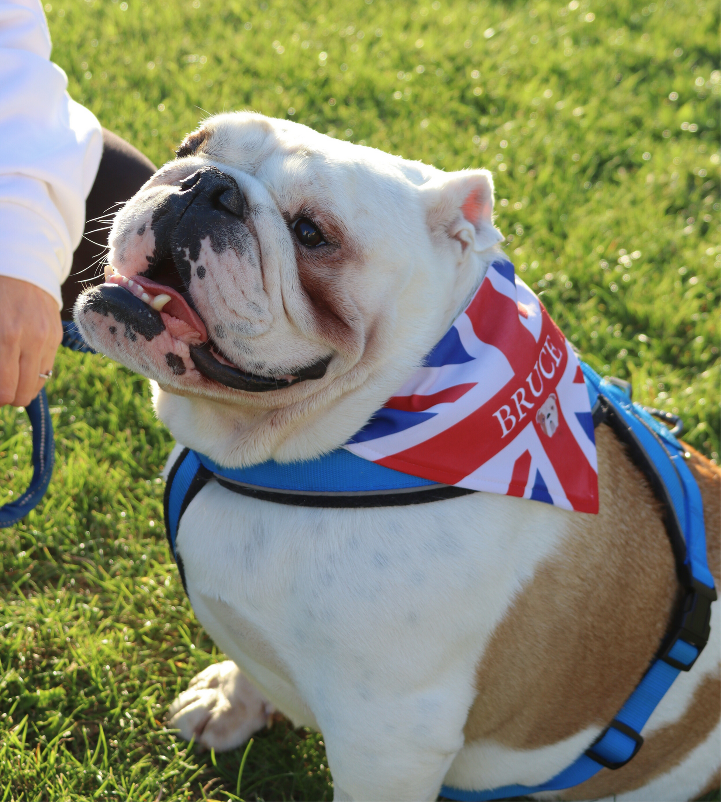 FULLY Customisable Dog Bandana