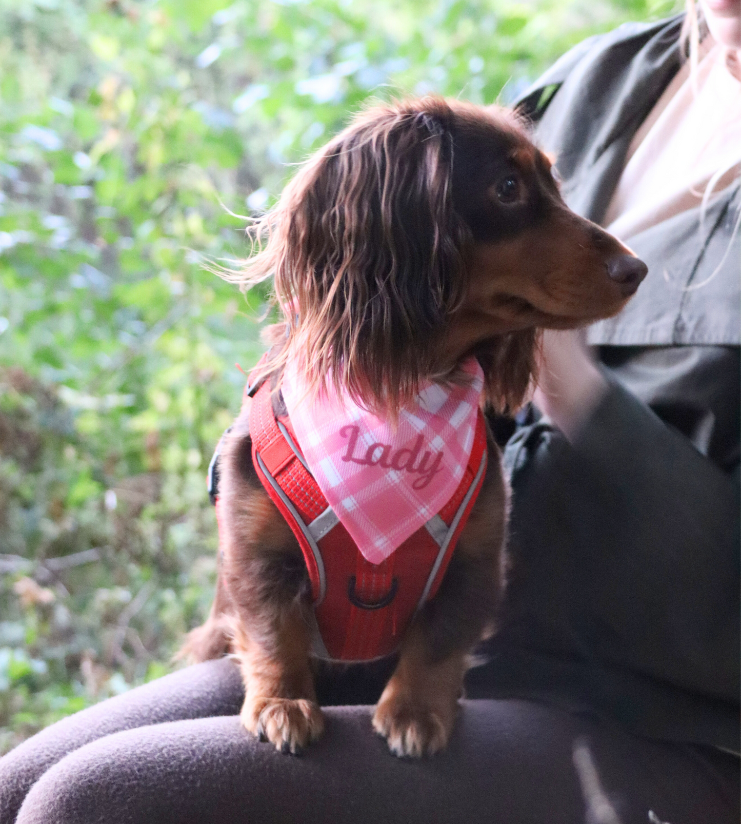Dog Custom Plaid Bandana