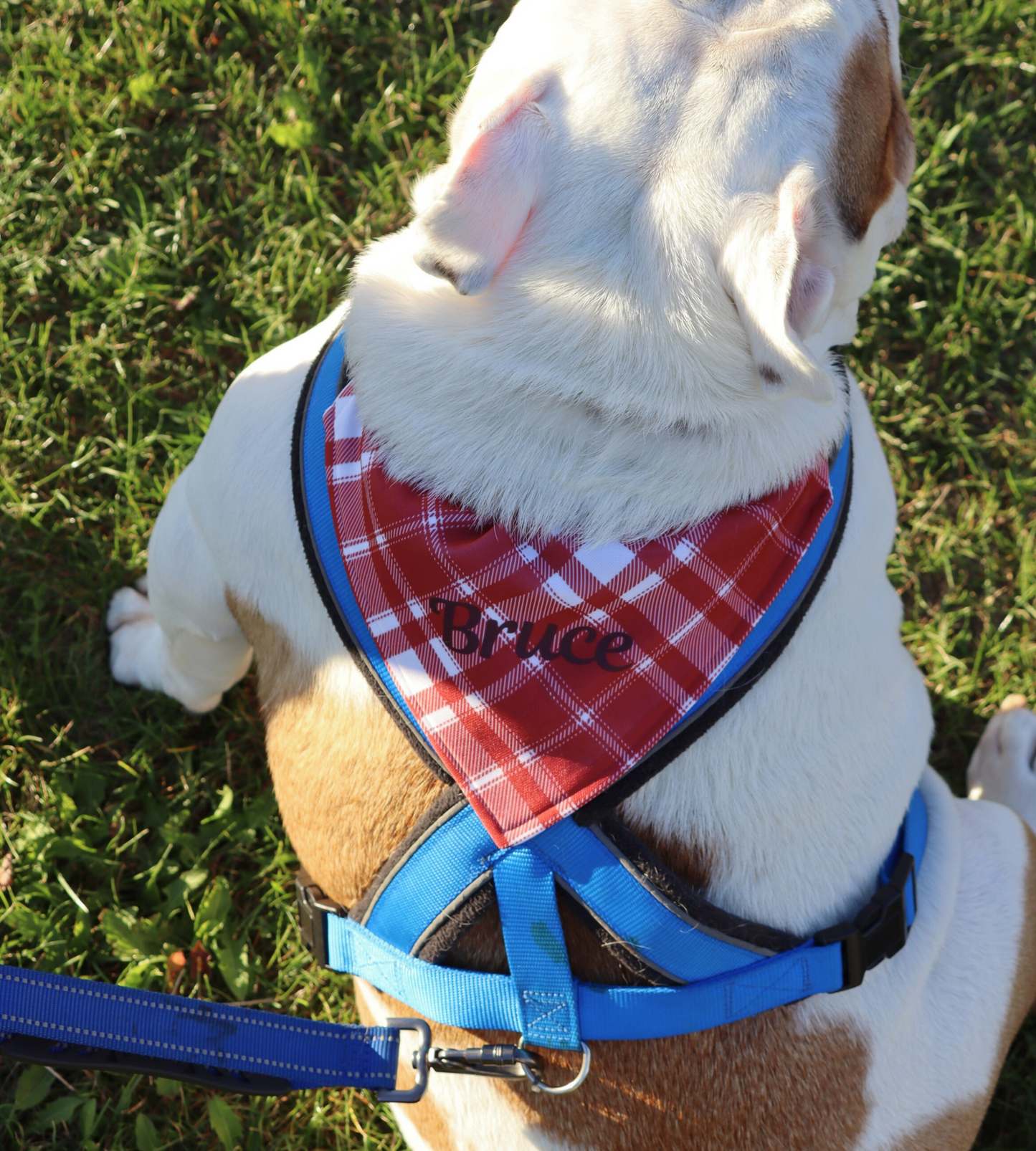 Dog Custom Plaid Bandana